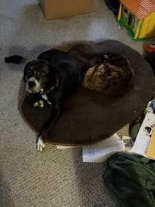 A black and white dog is looking up while she lays on a brown dog bed next to a sleeping long hair tortoise shell cat.