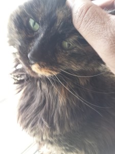 A beautiful longhaired tortoise shell cat is leaning into a hand that is rubbing her head.