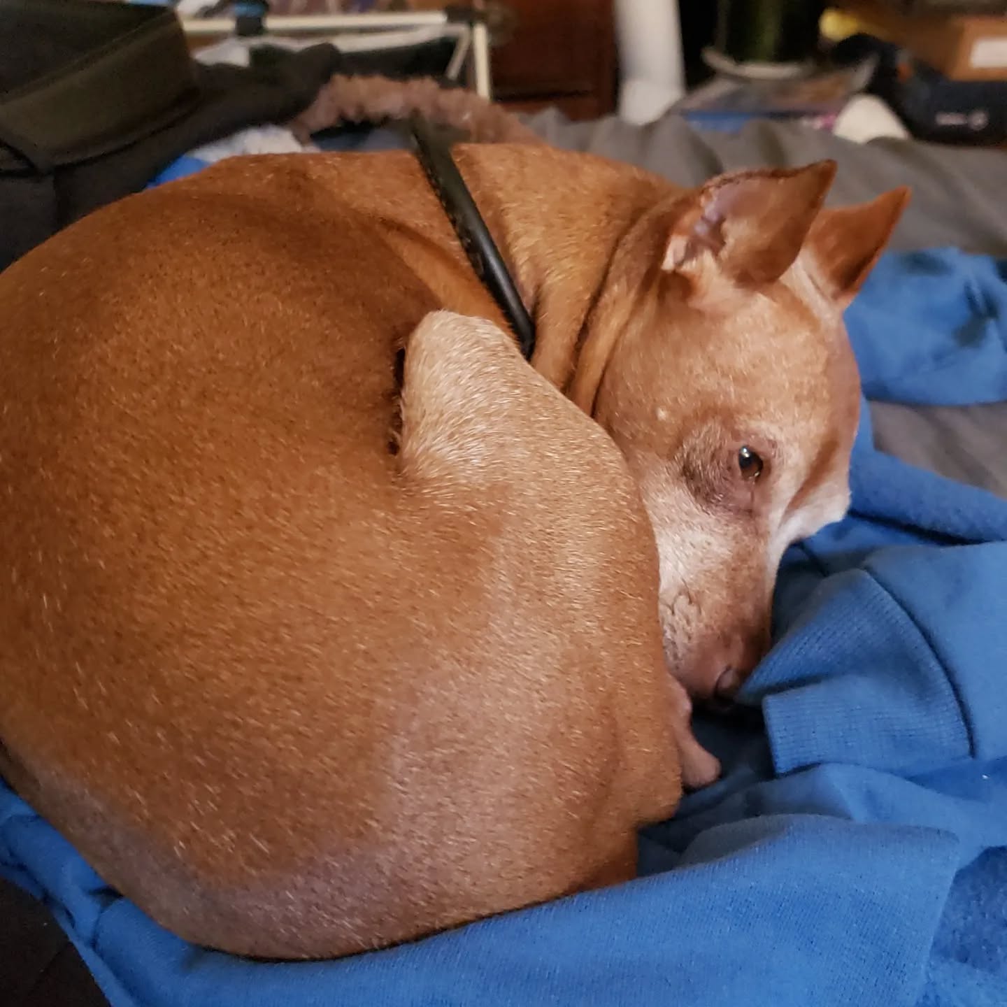 Good morning.Diezel is having a lazy day.Have a good day today!